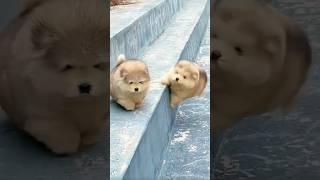 Funny Alaskan Malamute Falling Compilation+Weight Facts #shorts