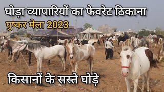 घोड़ा व्यापारियों का सबसे सस्ता और बड़ा मेला | pushkar pashu mela | pushkar horse mela | pkraj vlogs