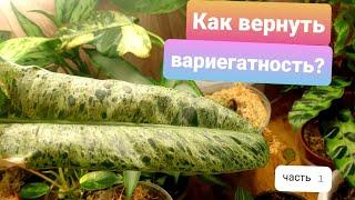 Как вернуть вариегатность? часть 1