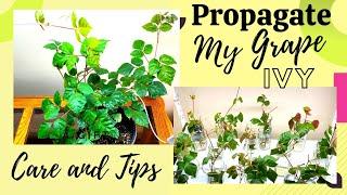 HOW TO PROPAGATE  GRAPE IVY | CARE & TIPS | ZENith BEE