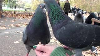 Pigeon fight