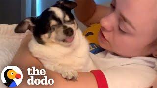 Blind Senior Chihuahua Loves The Sound Of Grandma's Voice | The Dodo