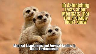 10 Amazing Facts about Meerkats ️ Meerkat Adaptations and Survival Tactics in Harsh Environments