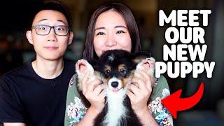 first week with a new puppy! (pembroke fluffy corgi) emilyywang