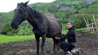 Drink Horse Milk And Cooking Kuurdak From Lamb In The Mountains