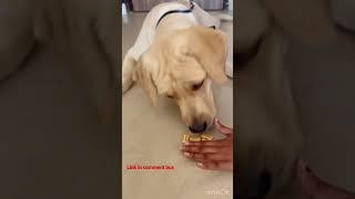 Labrador Meetup biscuit  | dog best biscuit #dog #labrador #pets #dogfood