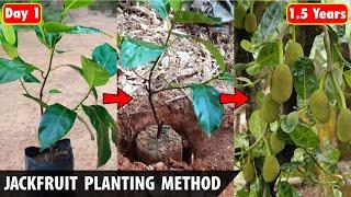 Jackfruit Planting Method | How to plant JACKFRUIT