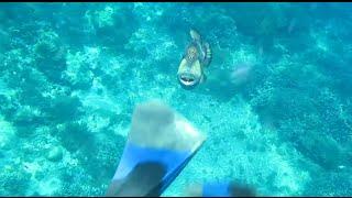 Titan trigger fish attack