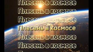 Конкурс "Стратосферный спутник 2024" | Команда "КБ им. Трёх звёзд" с миссией "Плесень в космосе"