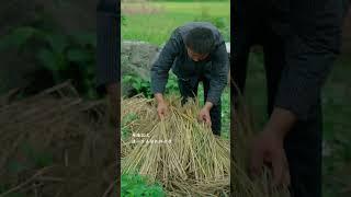 6. Lianshi paper-making连史纸制作 #中国传统技艺 #china#production