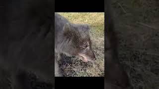 Meet Mia: The Icelandic Arctic Fox #shorts