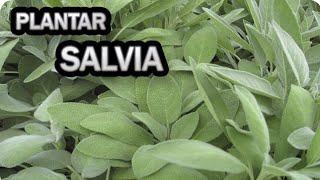 Como Y Porque Plantar Salvia En El Huerto O Jardín || Aromáticas || La Huertina De Toni