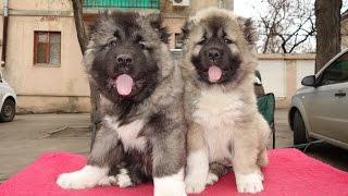 ОЧЕНЬ МОЩНЫЕ Щенки Кавказской овчарки 2 мес. Puppies Caucasian Shepherd.Odessa.