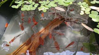 Kohaku Swordtail is peaceful and easy to care for, also known as Koi Swordtail, Jumbo size breeder