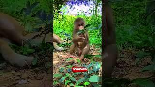 Wild life of cutie monkey #shorts #reels #monkeys #bae3 #animals #icy #cute