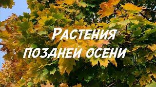 ОБЗОР растений и РАБОТ ОСЕНЬЮ!