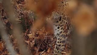 Land of the Leopard National Park