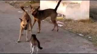 Кошка защищает свою подругу от собак-Cat Defends its Friend From Dogs