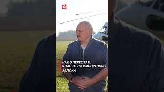 Лукашенко: Чтобы поляки не размахивали яблоками! #лукашенко #новости #политика #беларусь #shorts