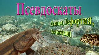 Псевдоскаты. Севилья, Бефортия, Гастромизон.