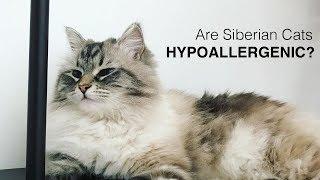 Are Siberian Cats Hypoallergenic?