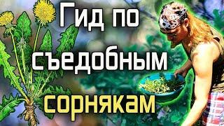 Гид по съедобным сорнякам | Дикоросы - моя живая еда