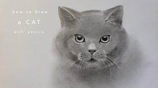 как нарисовать кошку how to draw a cat