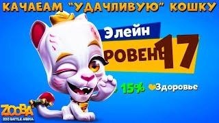 КАЧАЕМ УДАЧЛИВУЮ КОШКУ ЭЛЕЙН НА 17 УРОВЕНЬ В ИГРЕ ZOOBA