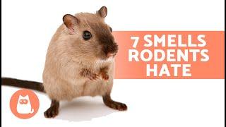 7 SMELLS That MICE and RATS HATE  They Can't Stand Them!