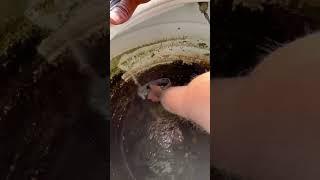 Water tank cleaning #shorts #tankcleaning