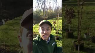 Restoring a stream buffer!