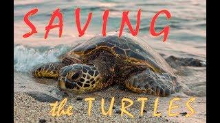 Archelon in Greece: Saving the Turtles