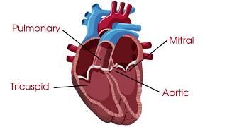 What are heart valves and heart valve disease?