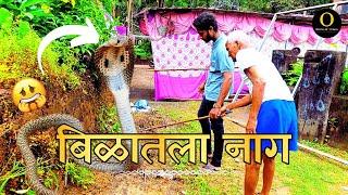 बिळातला नाग पकडला ! || Spectacle Cobra RESCUE in 10 Minutes! || Omkar sawant ||