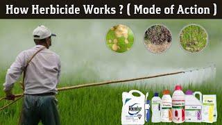 How Herbicides works ?| types of herbicides | herbicides mode of action in Hindi