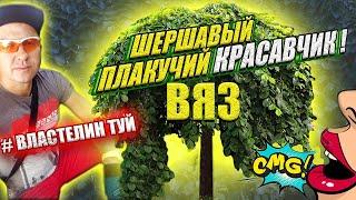 ВЯЗ ШЕРШАВЫЙ. ПЛАКУЧЕЕ ДЕРЕВО на штамбе. КАК ОБРЕЗАТЬ и сформировать @LORD_OF_GARDEN_BELARUS .Вяз Кампердоуни