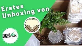 Erstes Unboxing von Kerf Terraristik Onlineshop - Mit neuer Mantidenart!