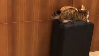 MeowB on wheels . SamMeow almost got struck