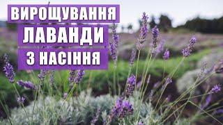 ЛАВАНДА. Вирощування з насіння. Плюси й мінуси вирощування лаванди з насіння