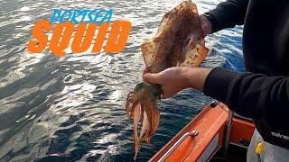 Big SQUID fishing, Portsea│Catch & Cook