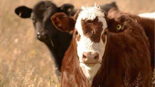 U.S. Cattlemen’s Association Supports Resolution to Block Mandatory EID