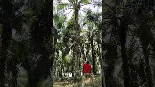 This is the Sharpest Palm Scythe with Extraordinary High Palm Harvest Skills