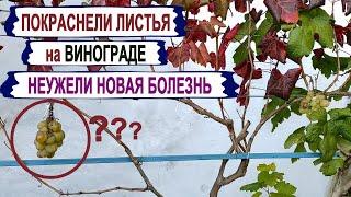  КРАСНЫЕ ЛИСТЬЯ на ВИНОГРАДЕ. Присмотрелся и все стало ЯСНО и ПОНЯТНО. Неужели очередная БОЛЯЧКА?