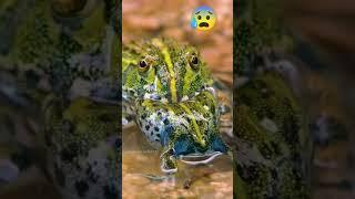 Frogs eating frog/ frog videos #frogvideos #frog #frogs #nature