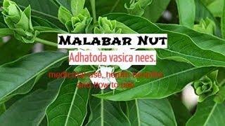 HEALING PLANT: Malabar Nut (Adhatoda vasica nees) medicinal use, health benefits,how to use