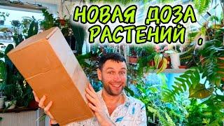 Распаковка посылки /НОВАЯ ДОЗА РАСТЕНИЙ