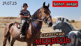 Болот акеде МЕДВЕДЬ АЗИЯТСКИЙ