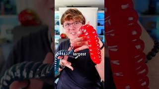 World’s Largest Gummy Worm