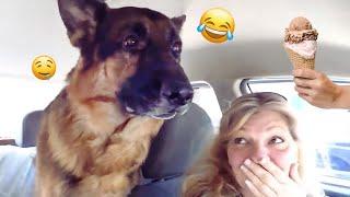 I dare you not to LAUGH at these FUNNY DOGS  - Best Funny Animals Videos 2024 & 2025#63