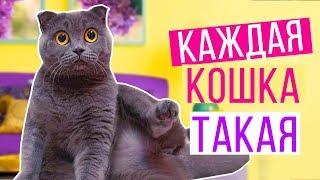 КАЖДАЯ КОШКА ТАКАЯ